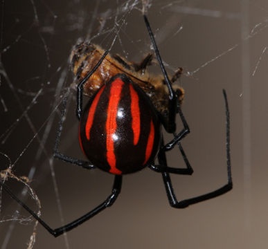 Photo:  Black widow spider